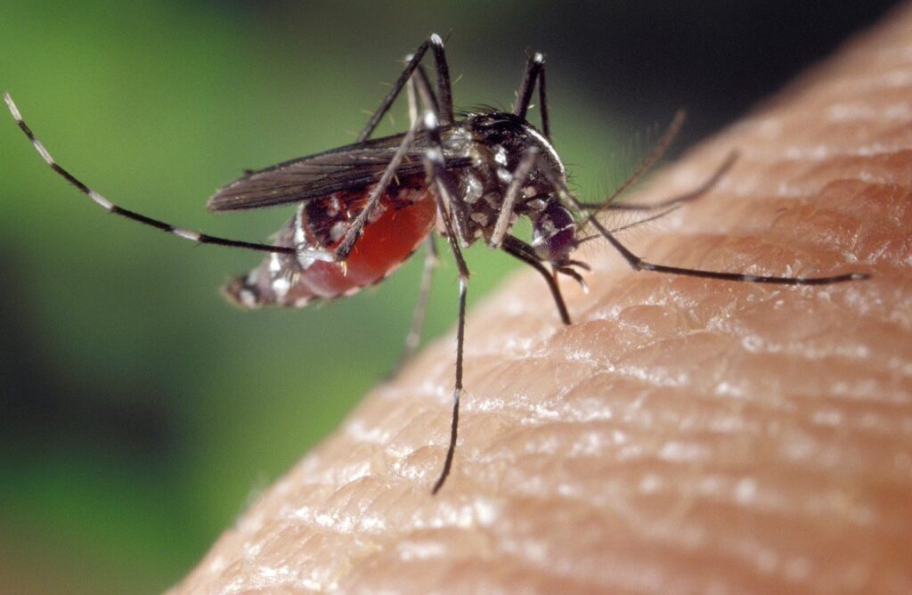 The image shows a mosquito biting into the skin.