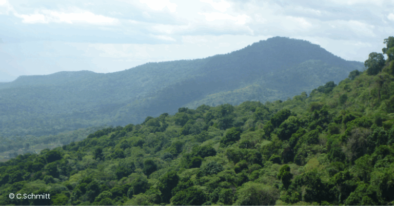 Grüne bewaldete Hügel unter bewölktem Himmel.