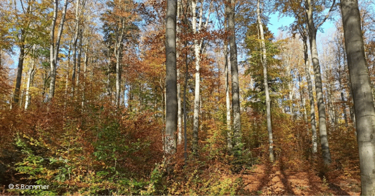 trees