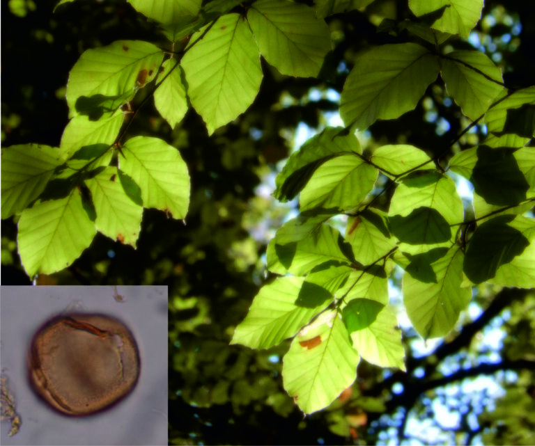 Picture showing the leaves of a tree. In the corner there is another image of a cut open tree ring.