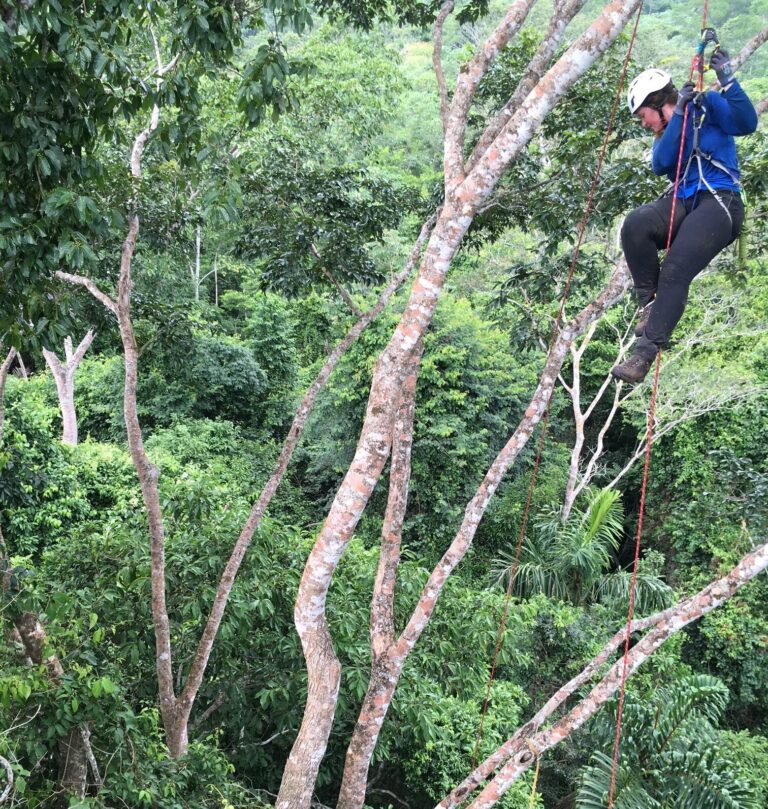A person is climbing a tree using a rope