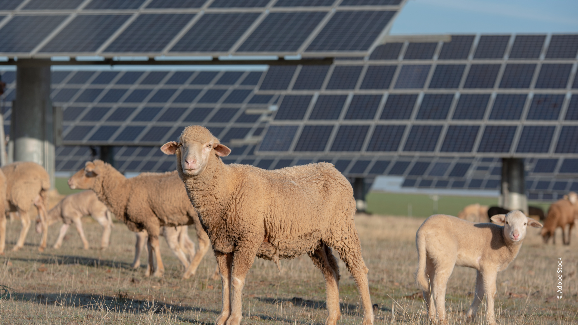 the image illustrate a mixed use of the soil: sheeps graze on a solar farm
